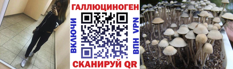 где продают   Канск  Псилоцибиновые грибы GOLDEN TEACHER 